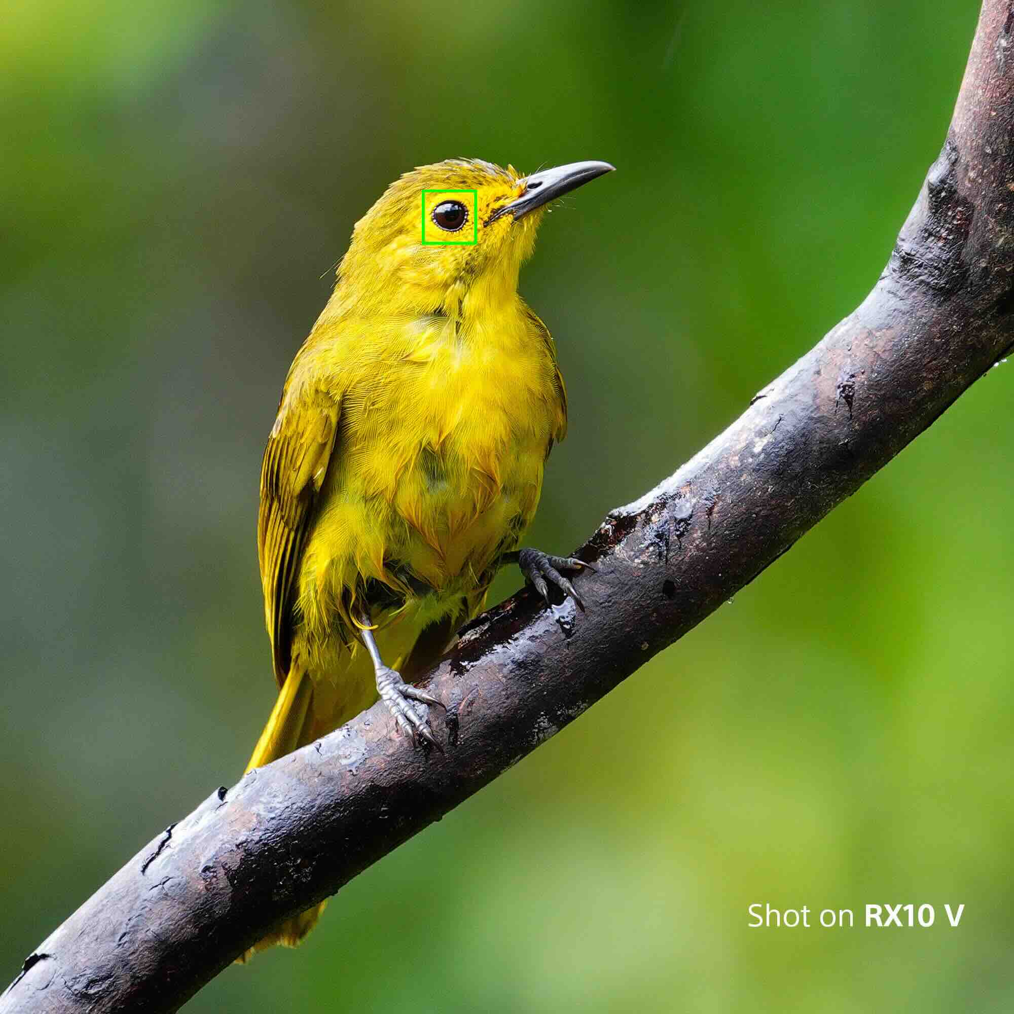 Exemple de photo animalière d'un oiseau jaune prise avec le Sony RX10 V, montrant l'autofocus avec détection de l'œil.